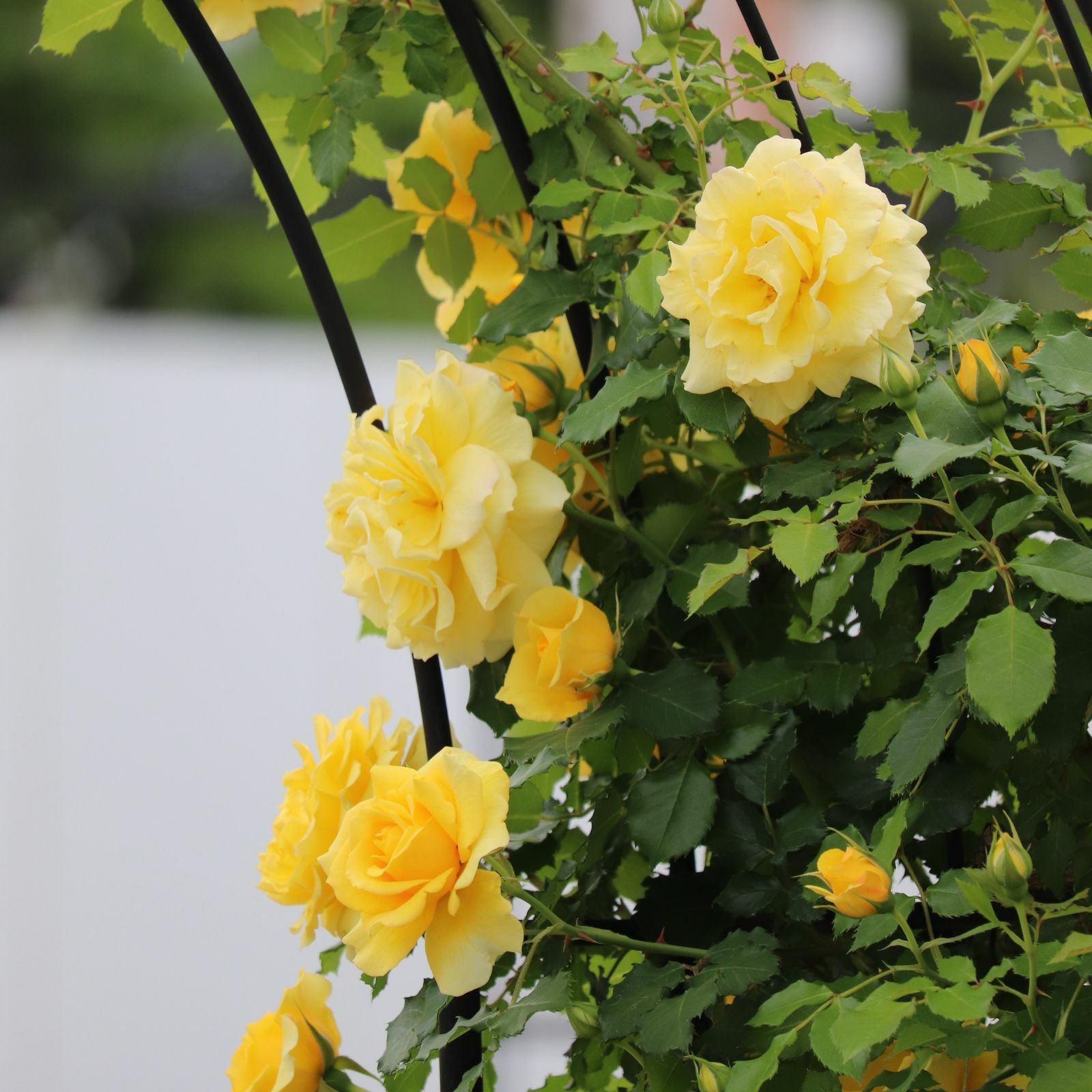 まばゆい黄金色の房になって咲くゴールドバニーというつるバラ