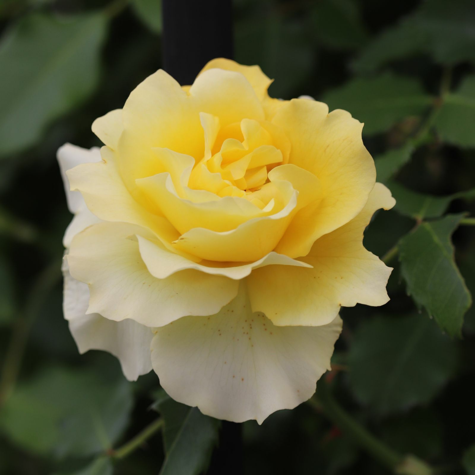 まばゆい黄金色の房になって咲くゴールドバニーというつるバラ