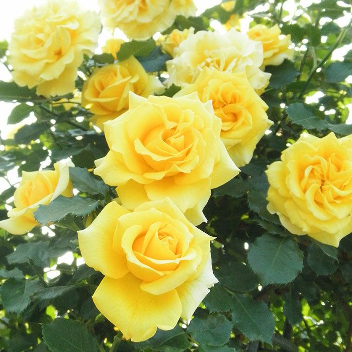 まばゆい黄金色をしたつるゴールドバニーというバラの画像