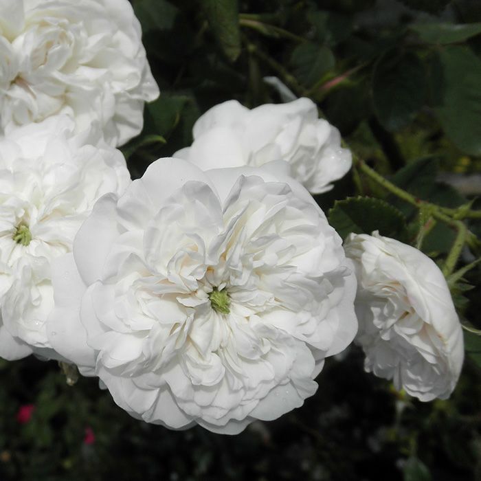 完全八重咲きの純白のマダムアルディというバラの画像