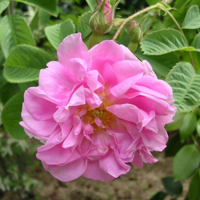 オールドローズ｜バラと庭あそび京阪園芸公式ショップ 通販