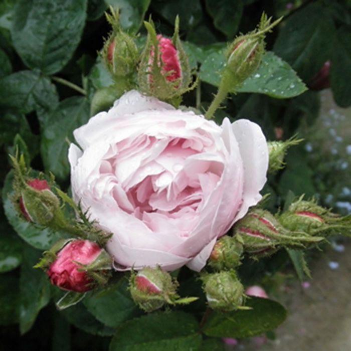 淡いピンク色をしたアルフレッドドゥダルマというバラの画像