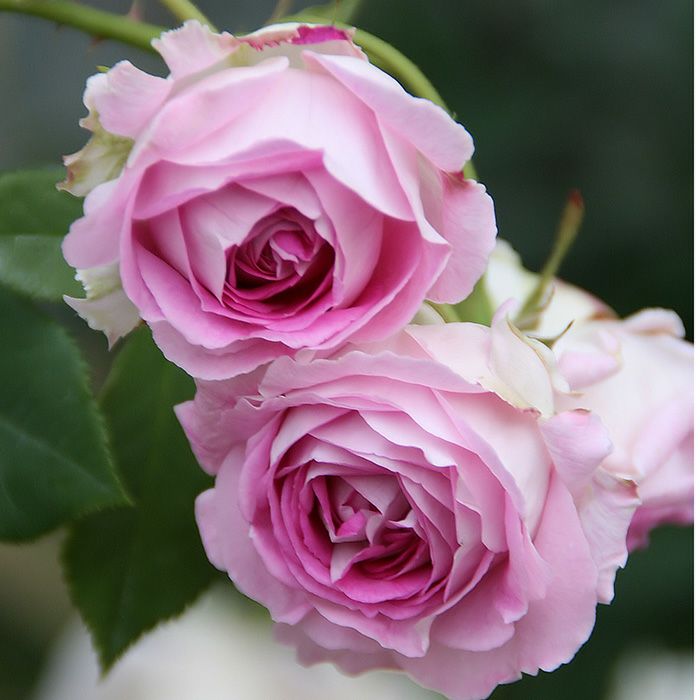 ヴァイオレットピンク色のパヴィヨンドゥプレイニというバラの画像