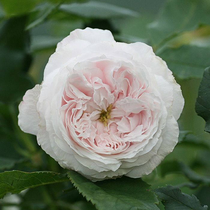 淡いピンク色をしたマダムアルフレッドドゥルージュモンというバラの画像