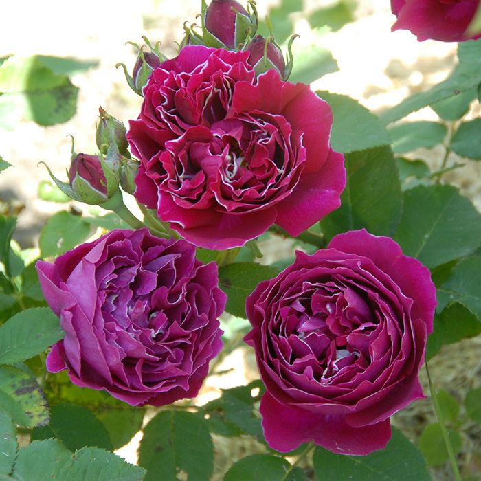 深い赤紫色をしたバロンジロードランというバラの画像