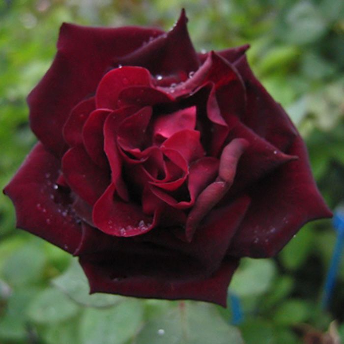 濃厚なクリムゾン色のルイ１４世というバラの画像