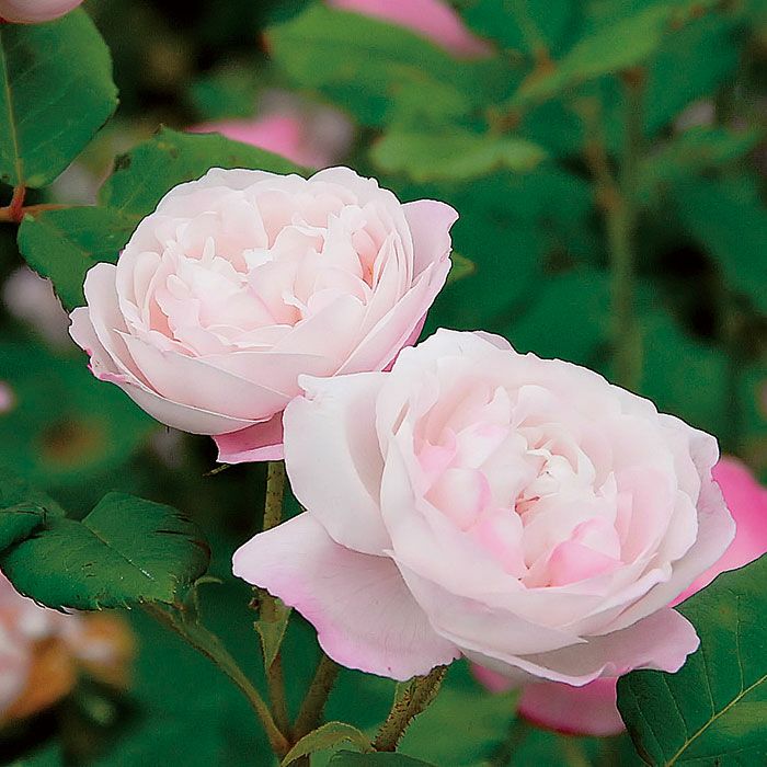 淡いピンクにぼかしたようなローズピンクがかかるマダムピエールオジェというバラの画像