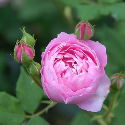 オールドローズ｜バラと庭あそび京阪園芸公式ショップ 通販