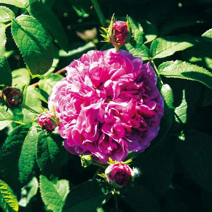 濃ピンクから紫色に変わってゆくシャルルドゥミルというバラの画像