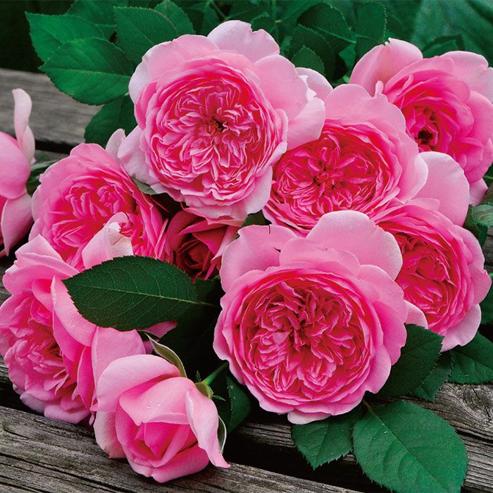 優しげなピンクの花びらをしているローズポンパドゥールというバラの画像