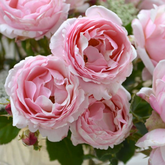 すこし青みがかかるソフトピンク色をしたビィエドゥーというバラの画像