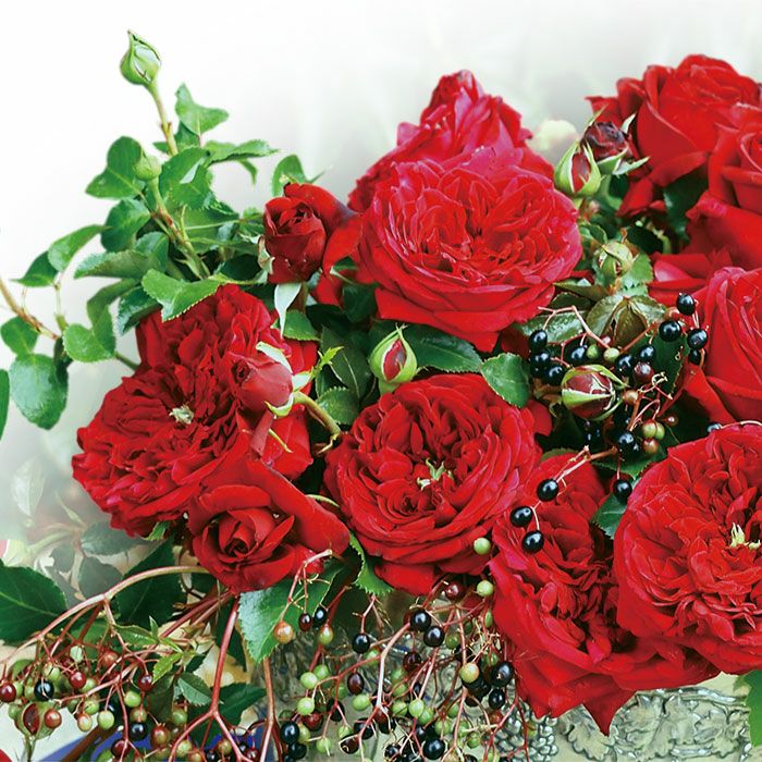 深みのあるクリムゾンレッド色をしたリパブリックドゥモンマルトルというバラの画像