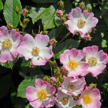 淡桃色で中心部が白い色をしたバレリーナというバラの画像