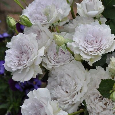 薄紫色のバラ ガブリエルの画像