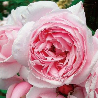 やさしいピンク色をしたナエマというバラの画像