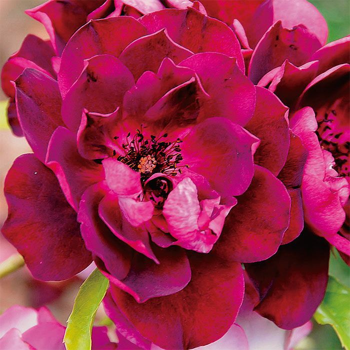 深い赤紫色をしたバーガンディアイスバーグというバラの画像