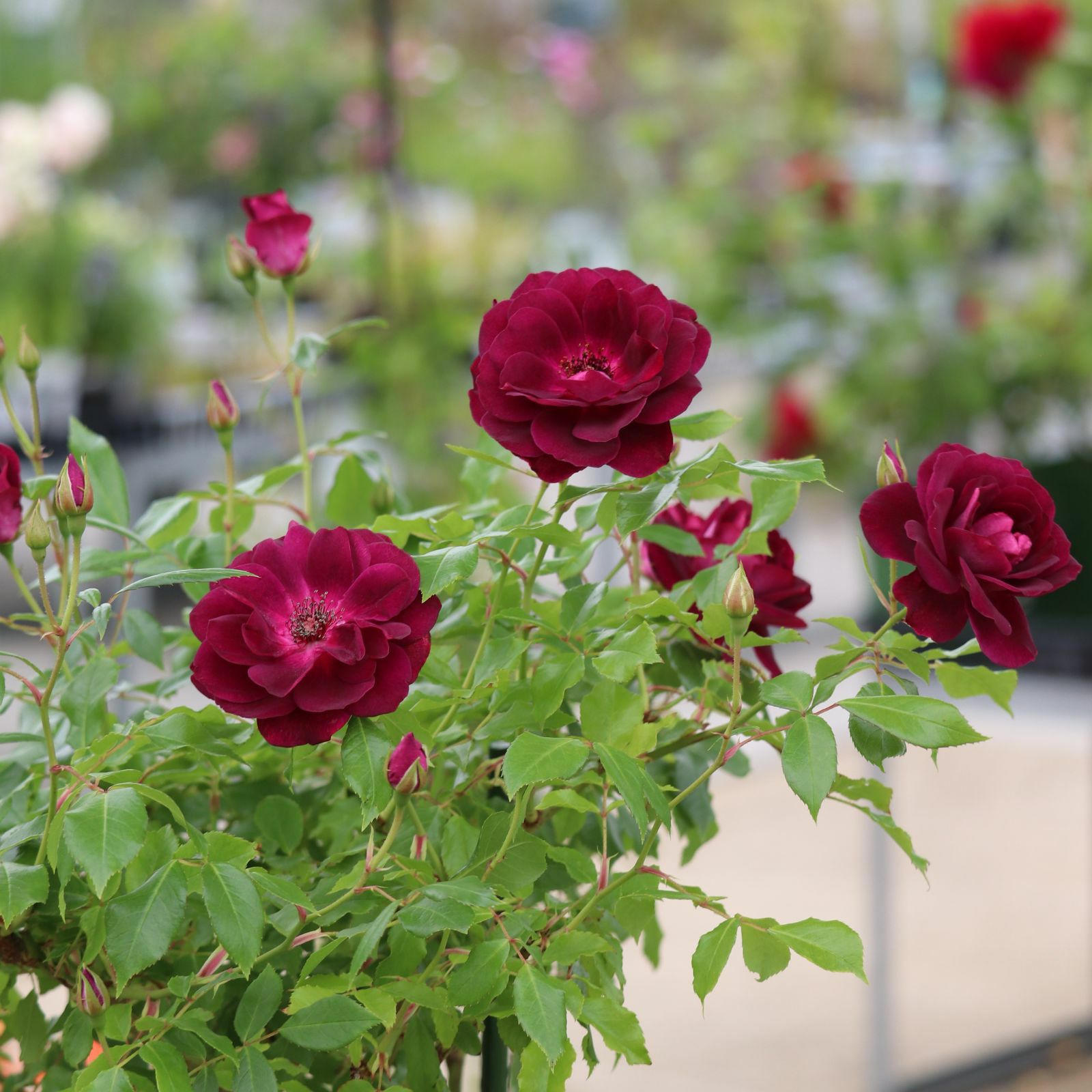 深い赤紫色をしたバーガンディアイスバーグというバラの画像