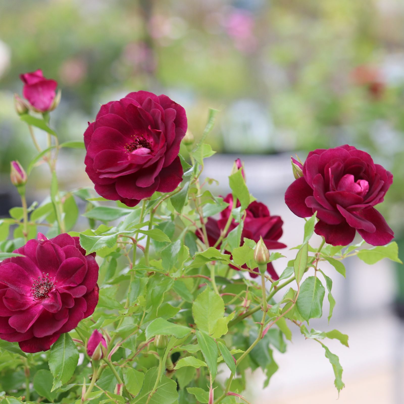 深い赤紫色をしたバーガンディアイスバーグというバラの画像