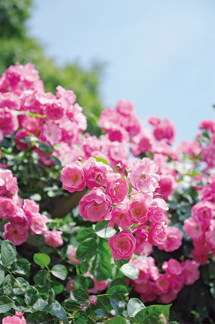 濃い桃色をしたアンジェラというつるバラ