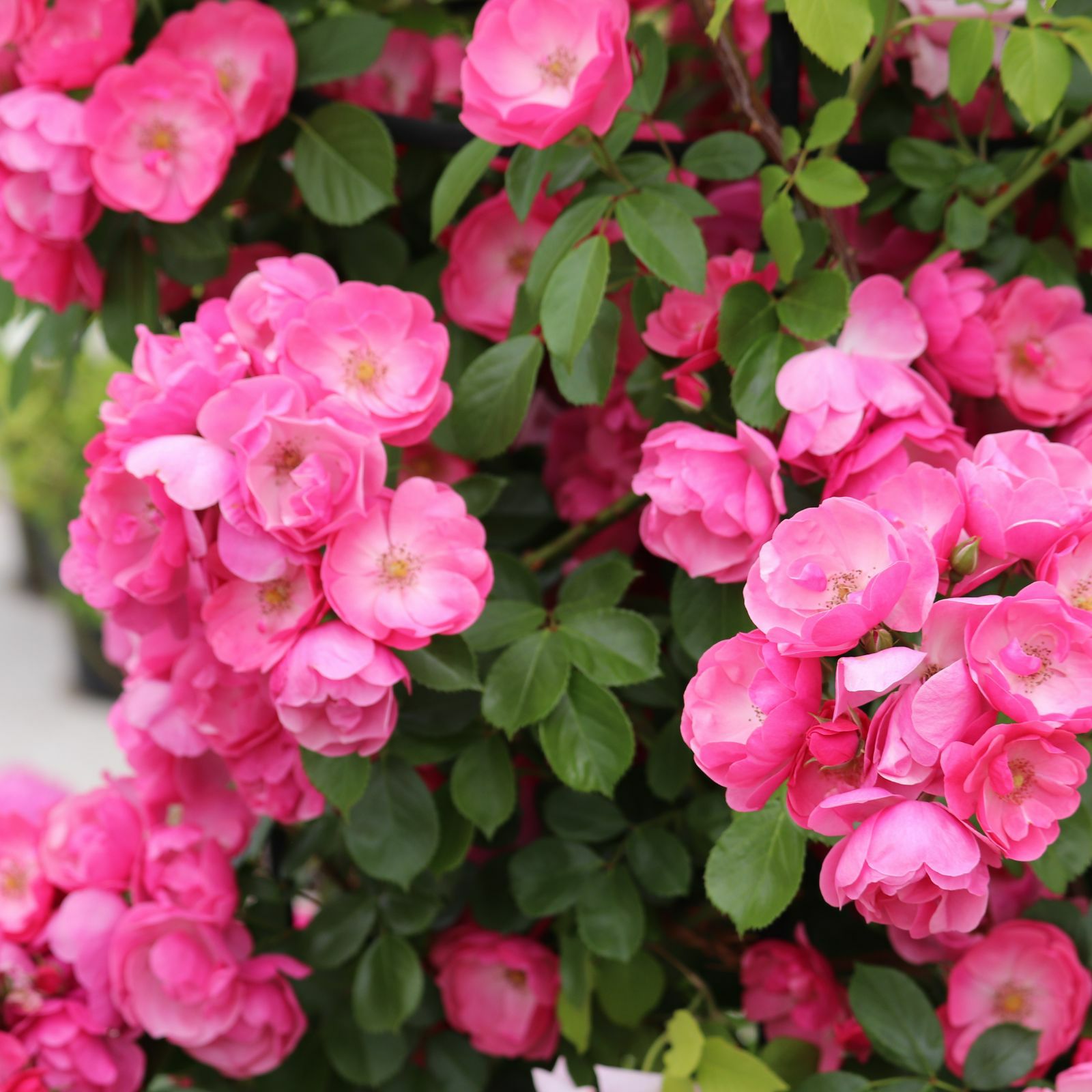 濃い桃色をしたアンジェラというつるバラ