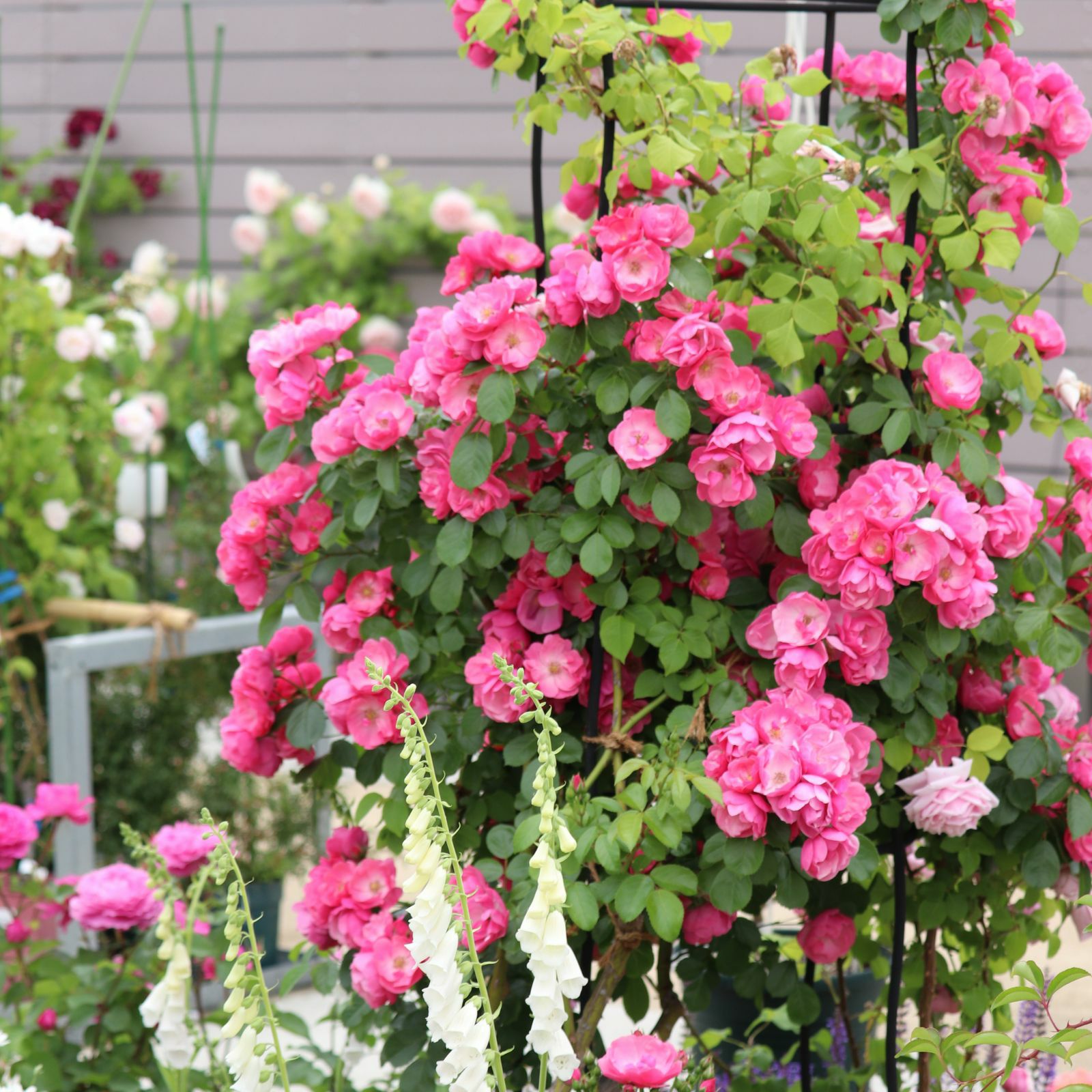 濃い桃色をしたアンジェラというつるバラ