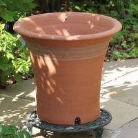 バラのために作られたウィッチフォードの植木鉢の写真