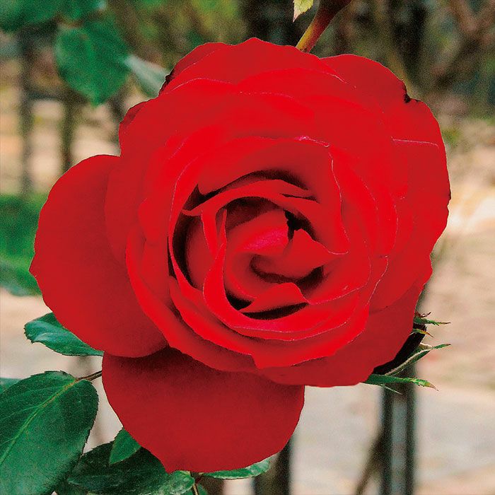 明るい赤色をしたダブリンベイというバラの画像