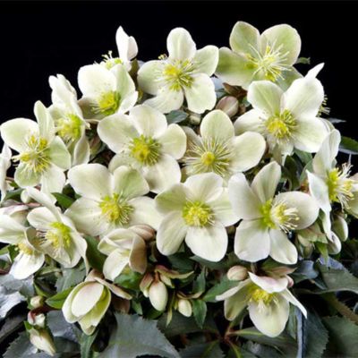 HGCモンテクリスト]クリスマスローズ苗(2510ch) | バラと庭あそび京阪