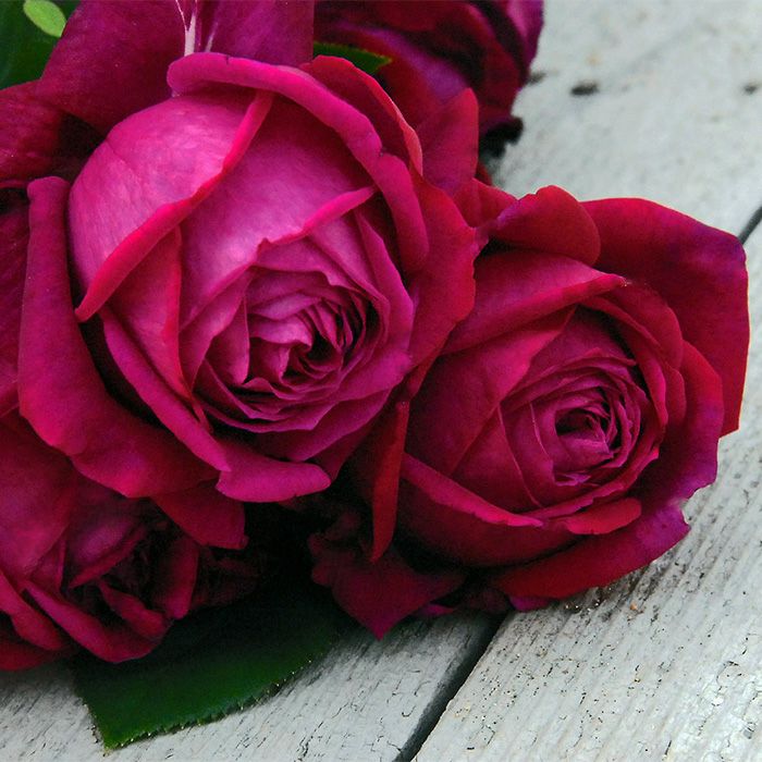 紫色をおびてマゼンダ色をしたレッドダイヤモンドというバラの画像