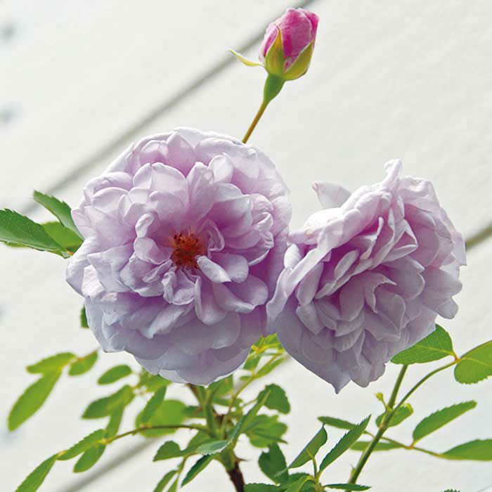 四季咲き つるバラ レイニーブルー 2年生 人気薔薇 - 植物/観葉植物