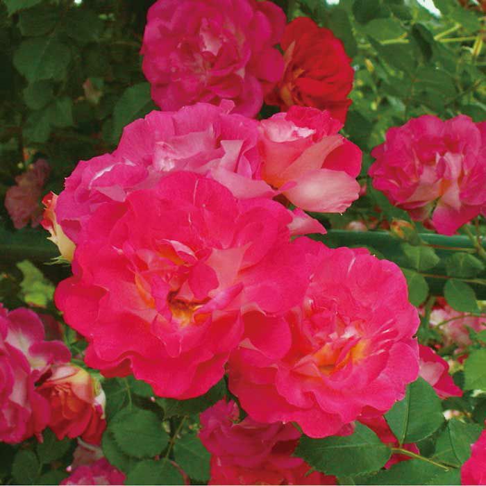 ローズピンク色とクリーム色の春風(はるかぜ)というバラの画像