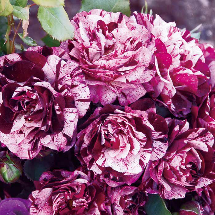 紫色をしたニューイマジンというバラの画像