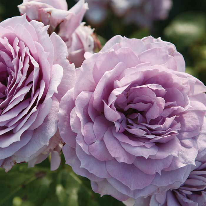 やや薄墨色をおびたヴァイオレットカラーのノヴァーリスというバラの画像