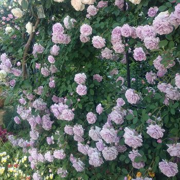 やさしいパープルバイオレットカラーのレイニーブルーというバラの画像