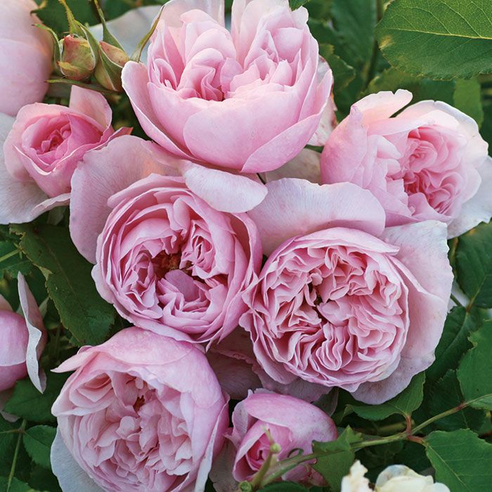 春の花色はやさしげなソフトピンク、秋はやや深くピンク色をしたピンクラビットというバラの画像