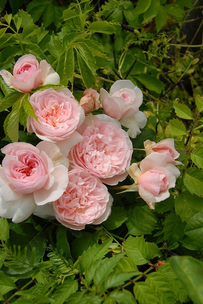 春の花色はやさしげなソフトピンク、秋はやや深くピンク色をしたピンクラビットというバラの画像