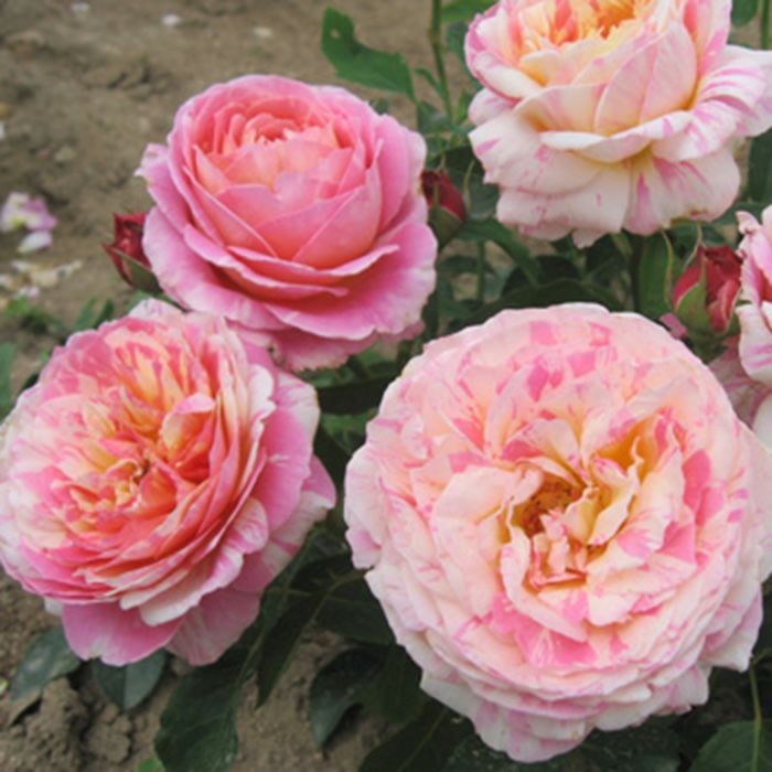 ピンク、オレンジ、イエローが入り混じったクロードモネというバラの画像