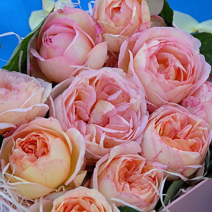 アプリコットピンク色をしたペッシュボンボンというバラの画像