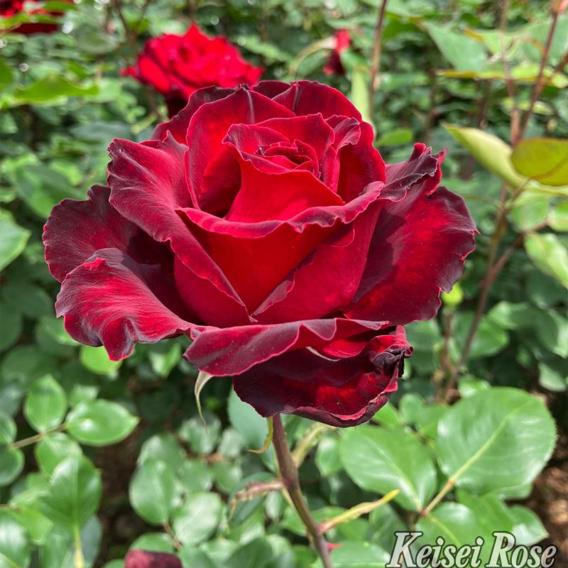 赤色をしたベルサイユのバラというバラの画像