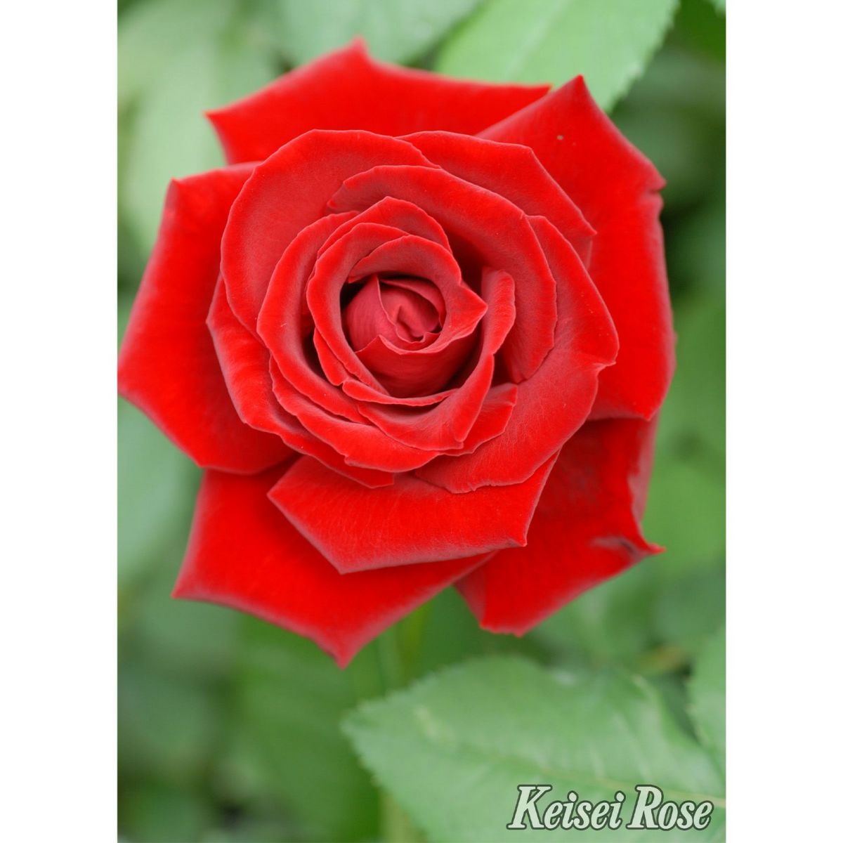 赤色をしたベルサイユのバラというバラの画像