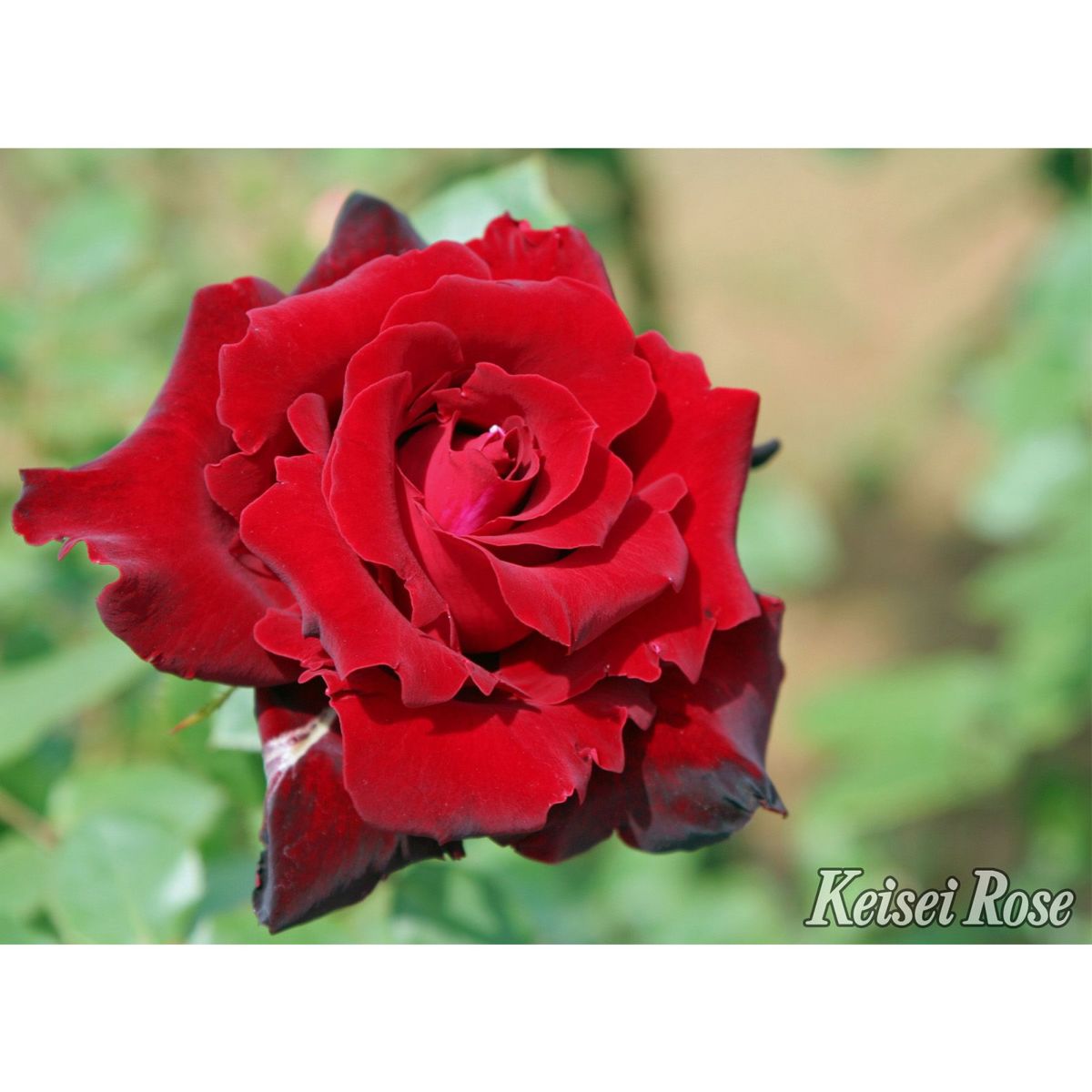 赤色をしたベルサイユのバラというバラの画像