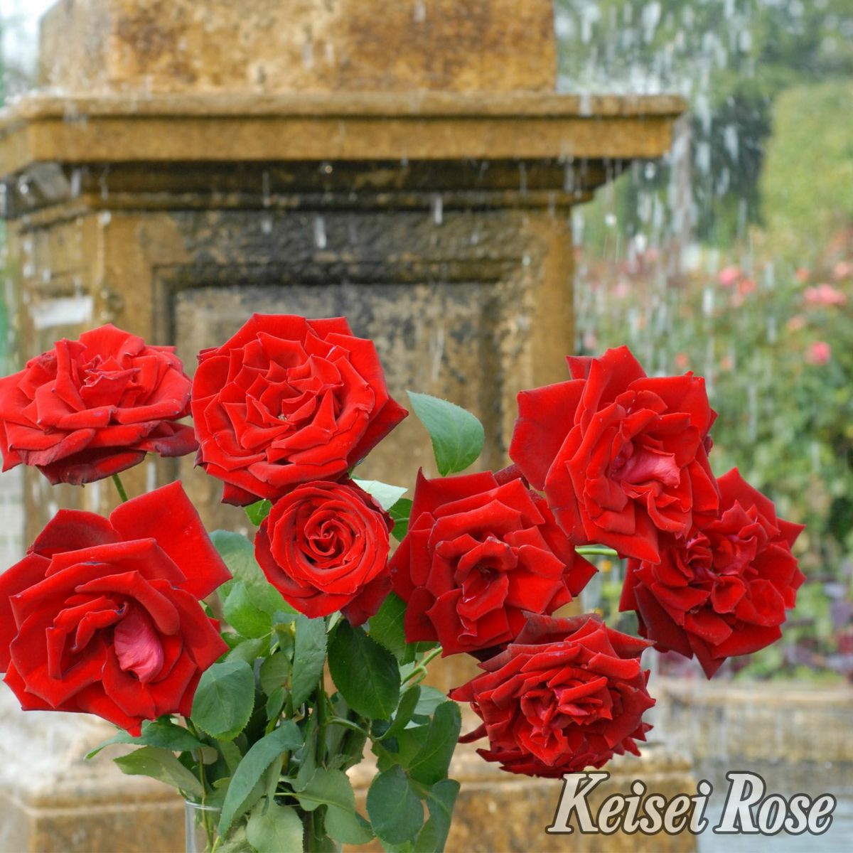 赤色をしたベルサイユのバラというバラの画像