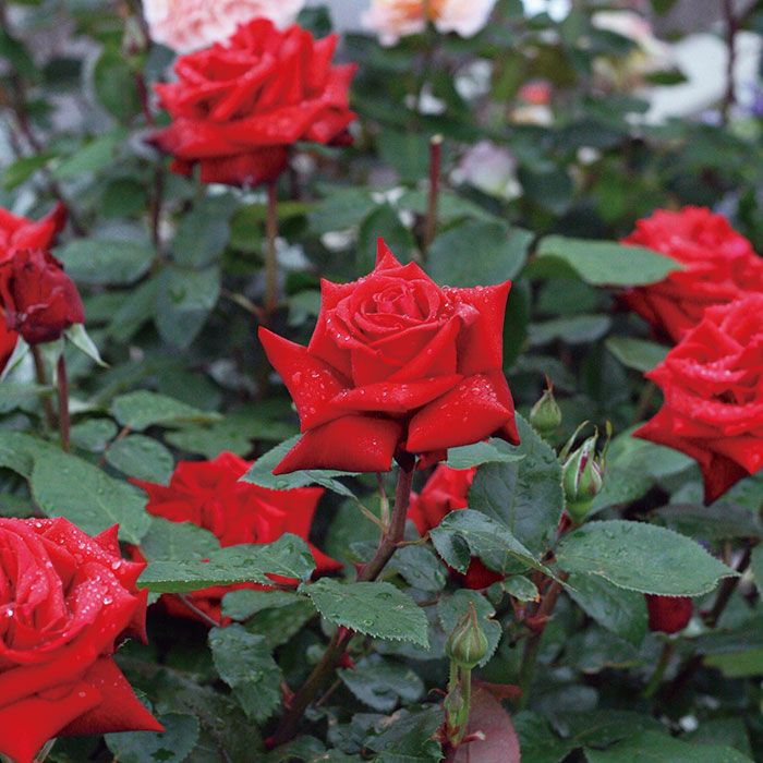 緋赤色をしたイングリッドバーグマンというバラの画像