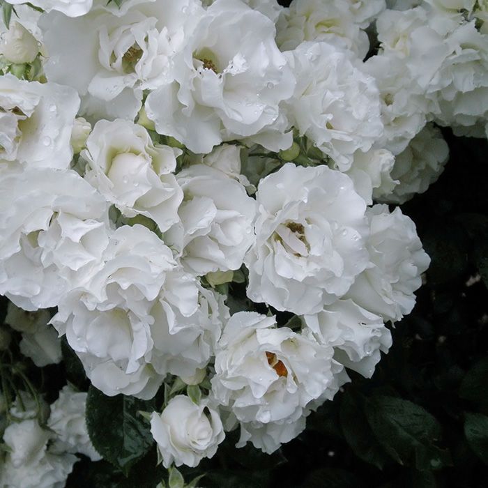 上品な白色をしたつるサマースノーというバラの画像