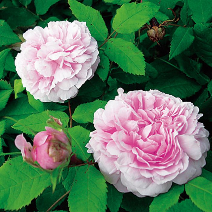 柔らかいピンクの花色をしたジャックカルチェというバラの画像