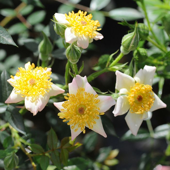 淡いピンク色をしたスザンナというバラの画像