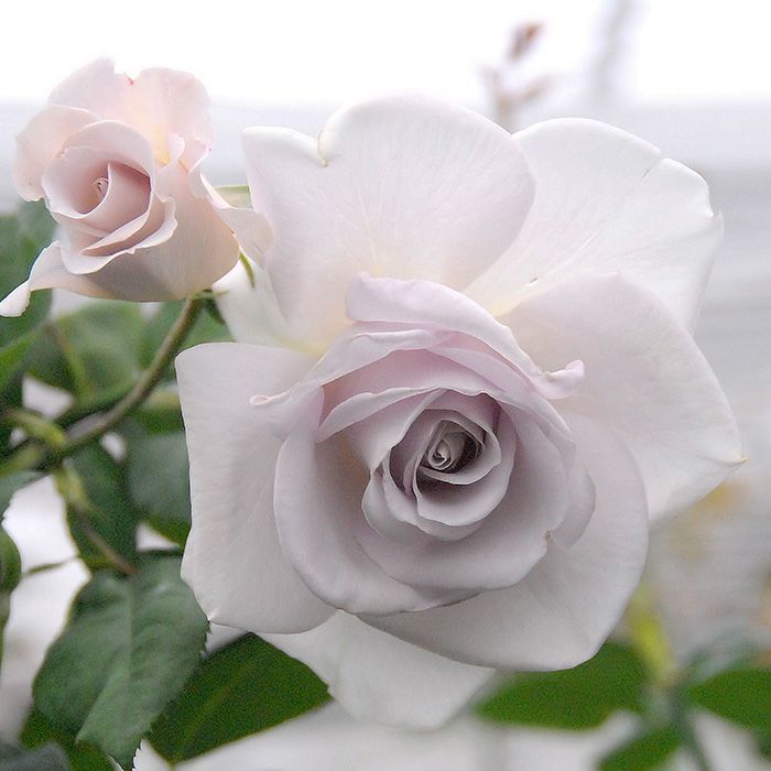 くすんだ薄むらさき色をしたステンレススチールというバラの画像