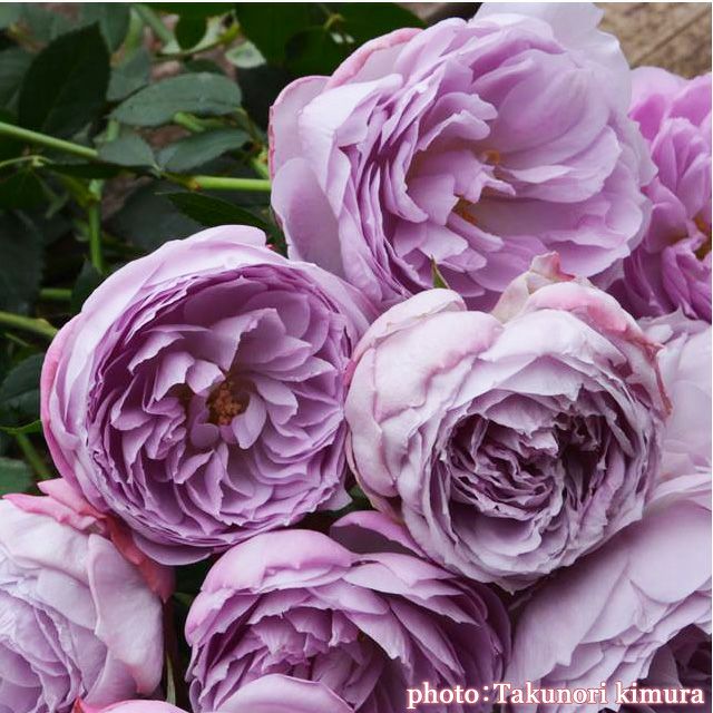 稀少色　ラピスラズリ　高級薔薇彫りパーツ ラピスラズリ 薔薇8mm 【片穴】 4個｜天然石ビーズの卸問屋・通販