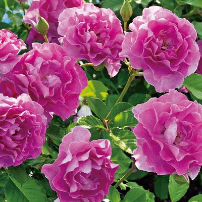 濃い紫色のラヴァンデパルフュメというバラの画像