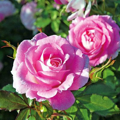 ストロベリーピンク色をしたストロベリーダイキリというバラの画像